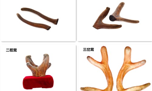 心细胞会再生吗-心肌细胞修复最新进展、吃什么营养心肌细胞 -心细胞恢复吃什么食物有哪些网