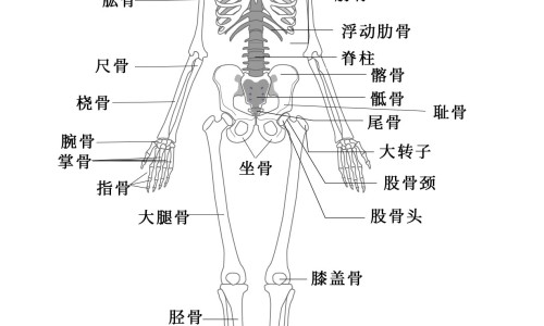 吃什么营养心肌细胞-心肌细胞修复最新进展、吃什么营养心肌细胞 -心细胞恢复吃什么食物有哪些网