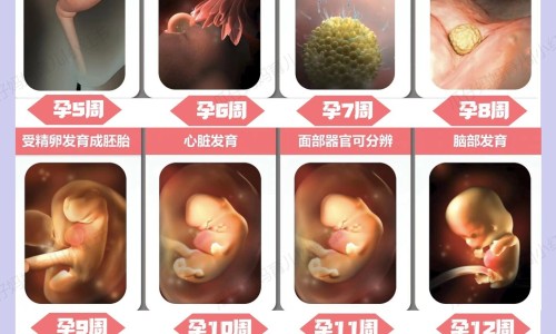 心肌细胞修复最新进展、吃什么营养心肌细胞 -心细胞恢复吃什么食物有哪些网